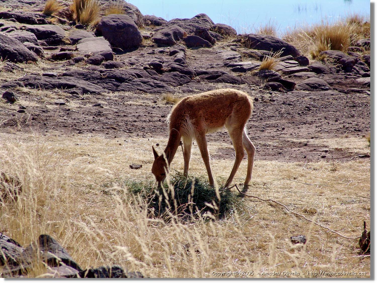 Fauna_033.jpg