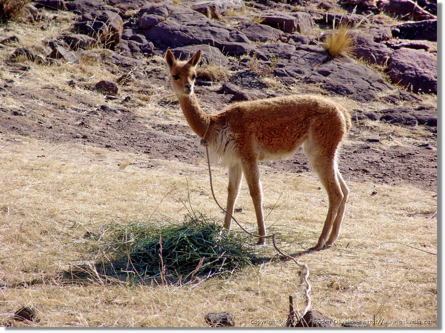 Fauna_034.jpg