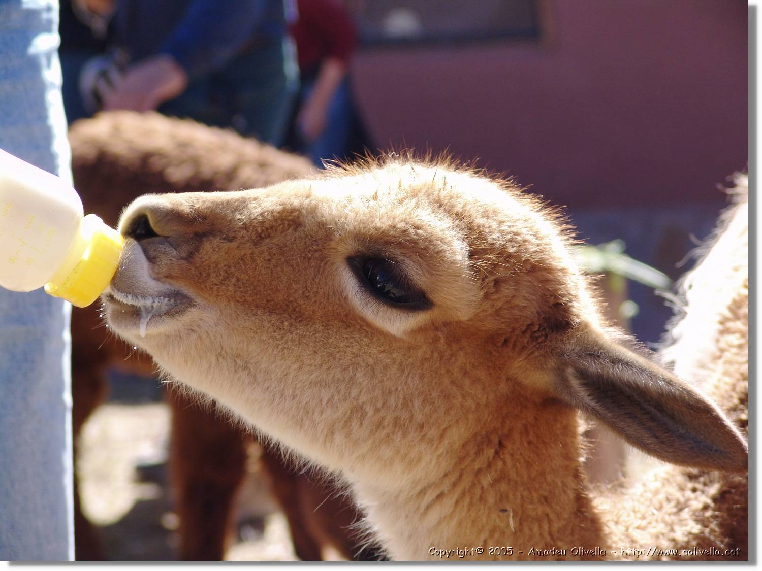 Fauna_035.jpg