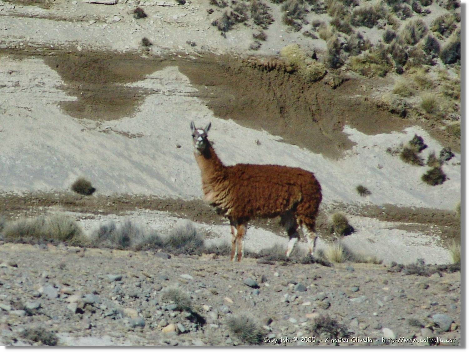 Fauna_040.jpg