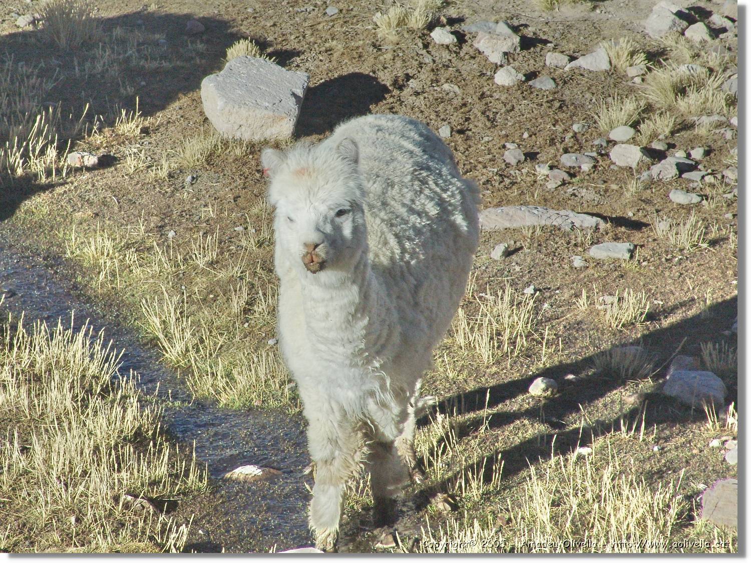 Fauna_042.jpg