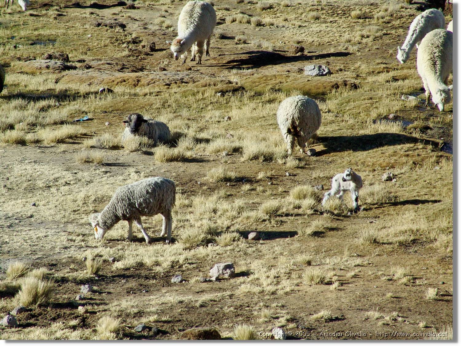 Fauna_045.jpg