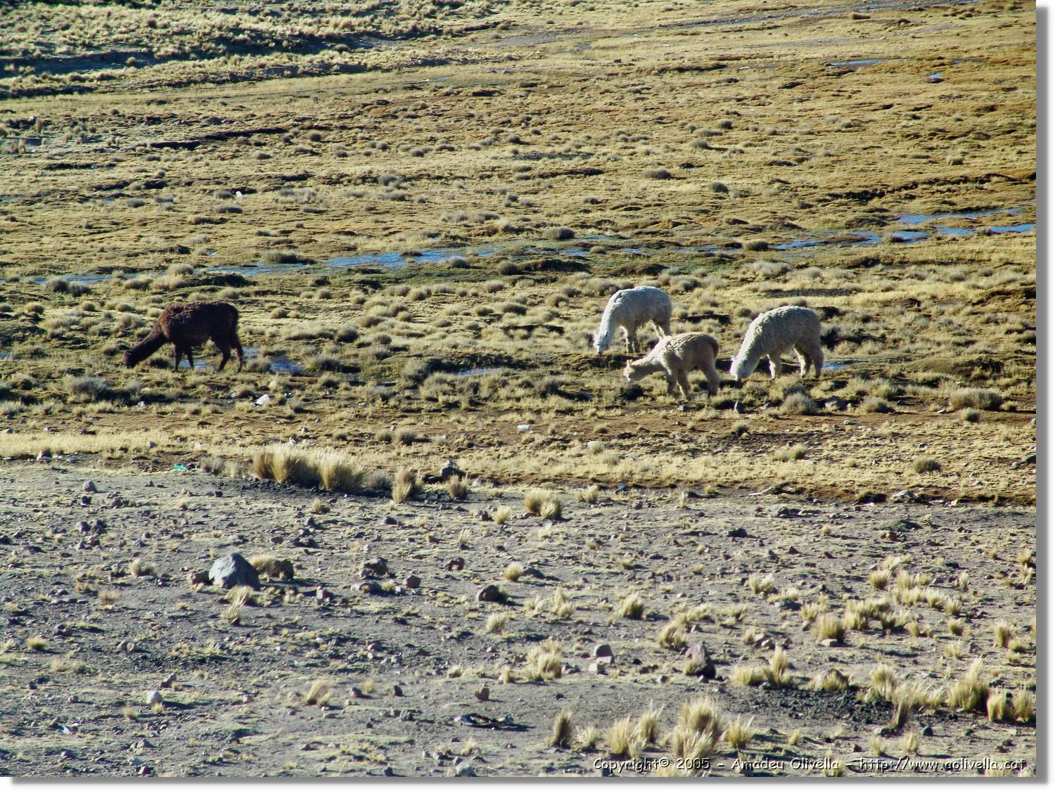 Fauna_046.jpg