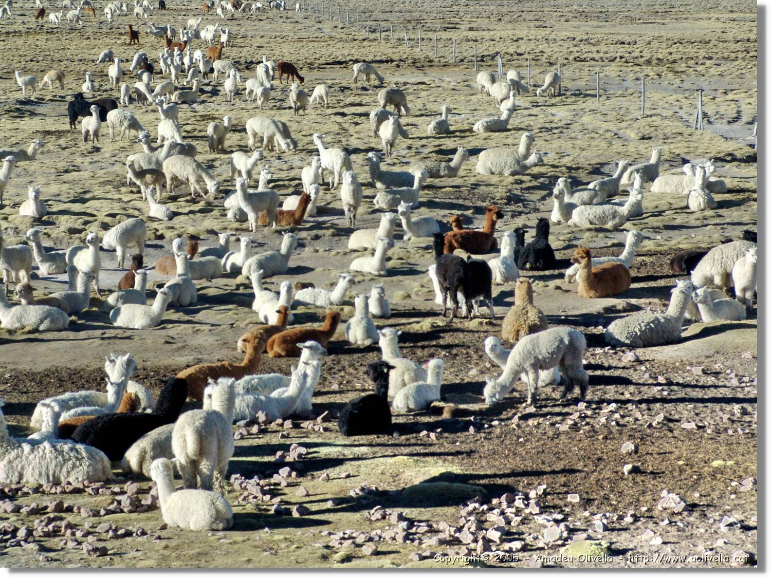 Fauna_048.jpg