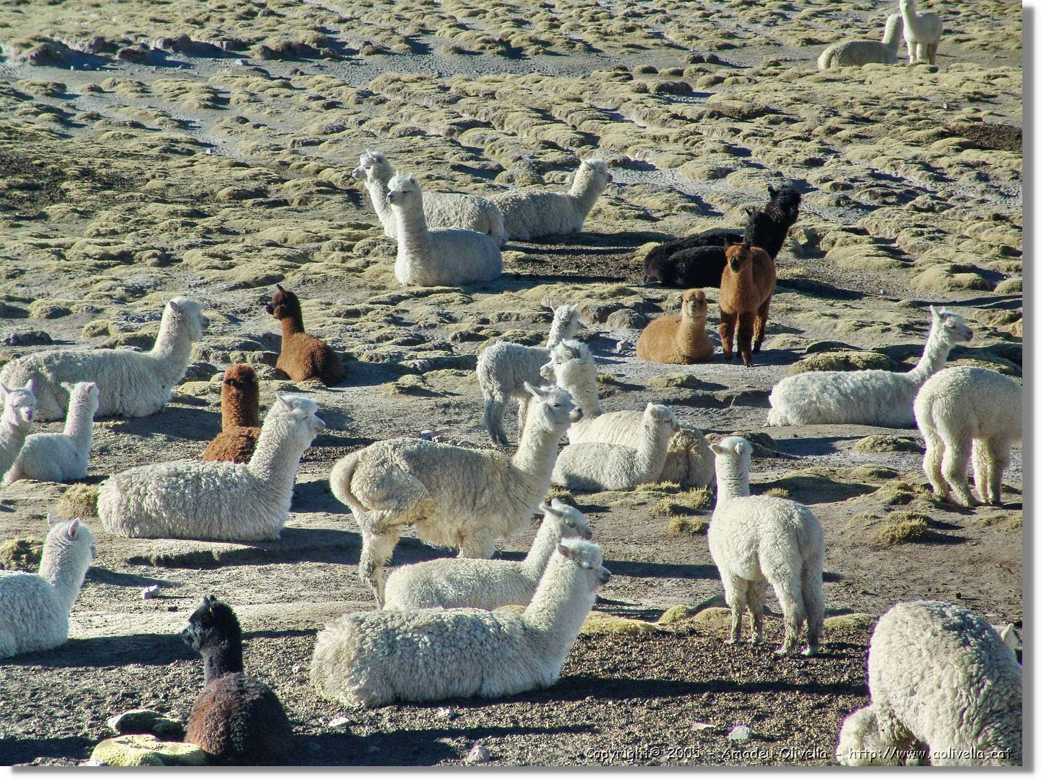 Fauna_049.jpg