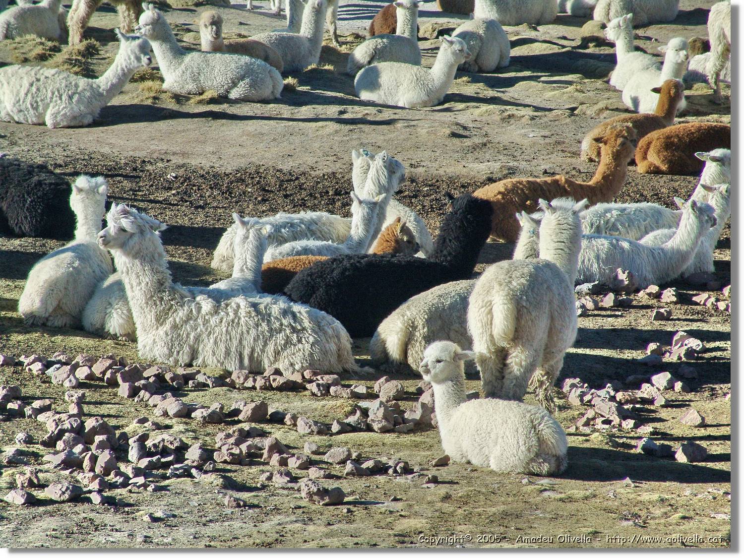 Fauna_051.jpg