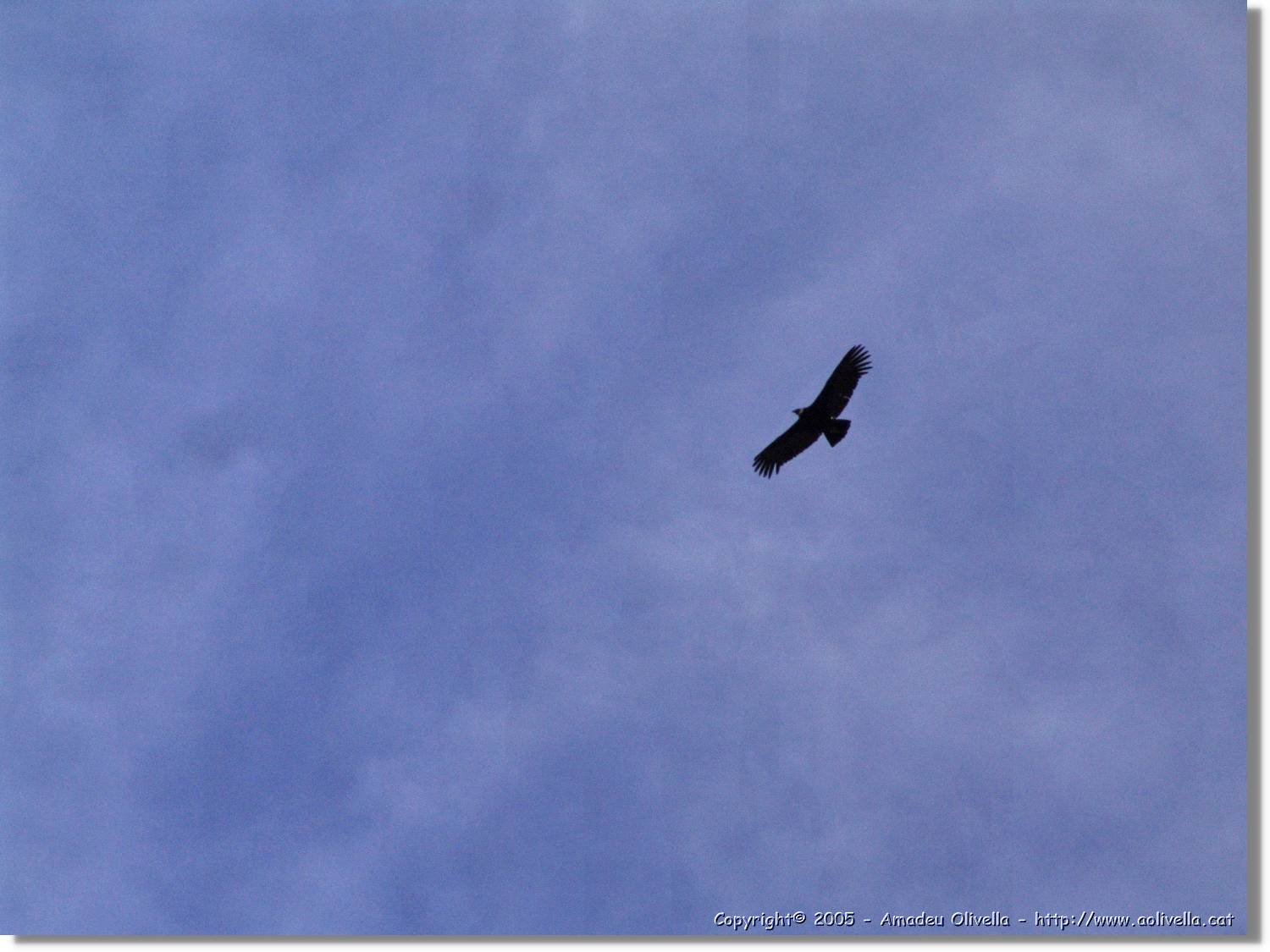 Fauna_086.jpg