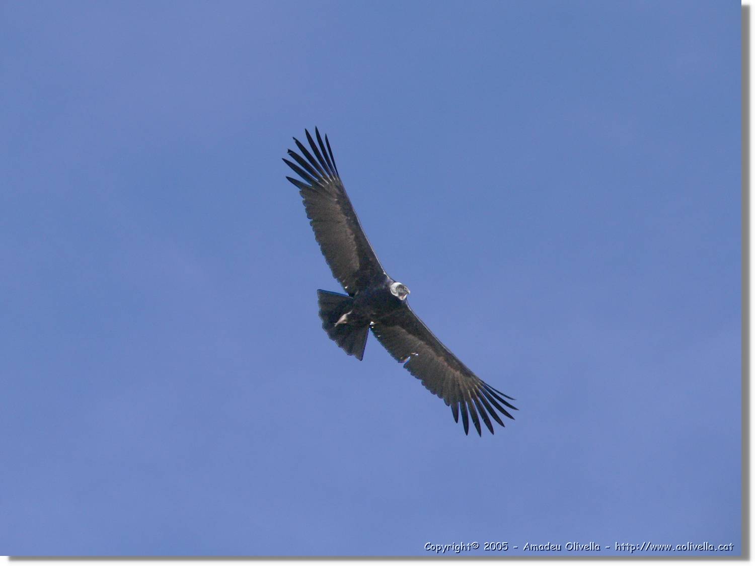 Fauna_087.jpg