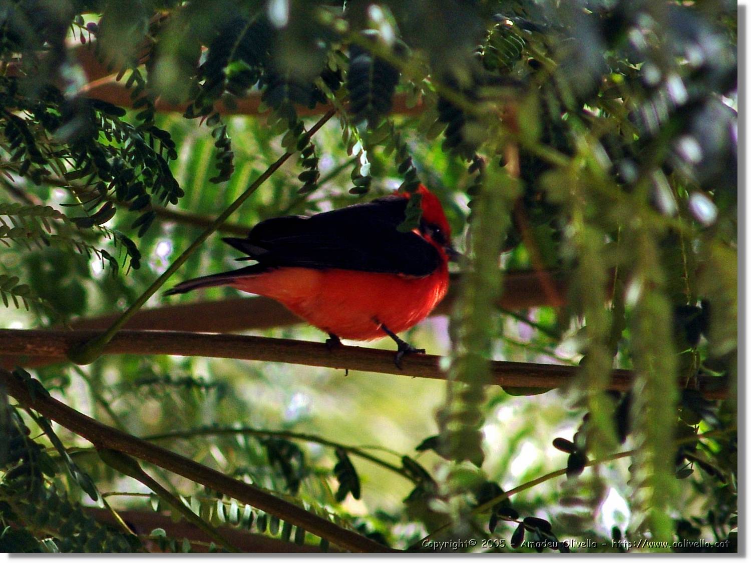 Fauna_093.jpg