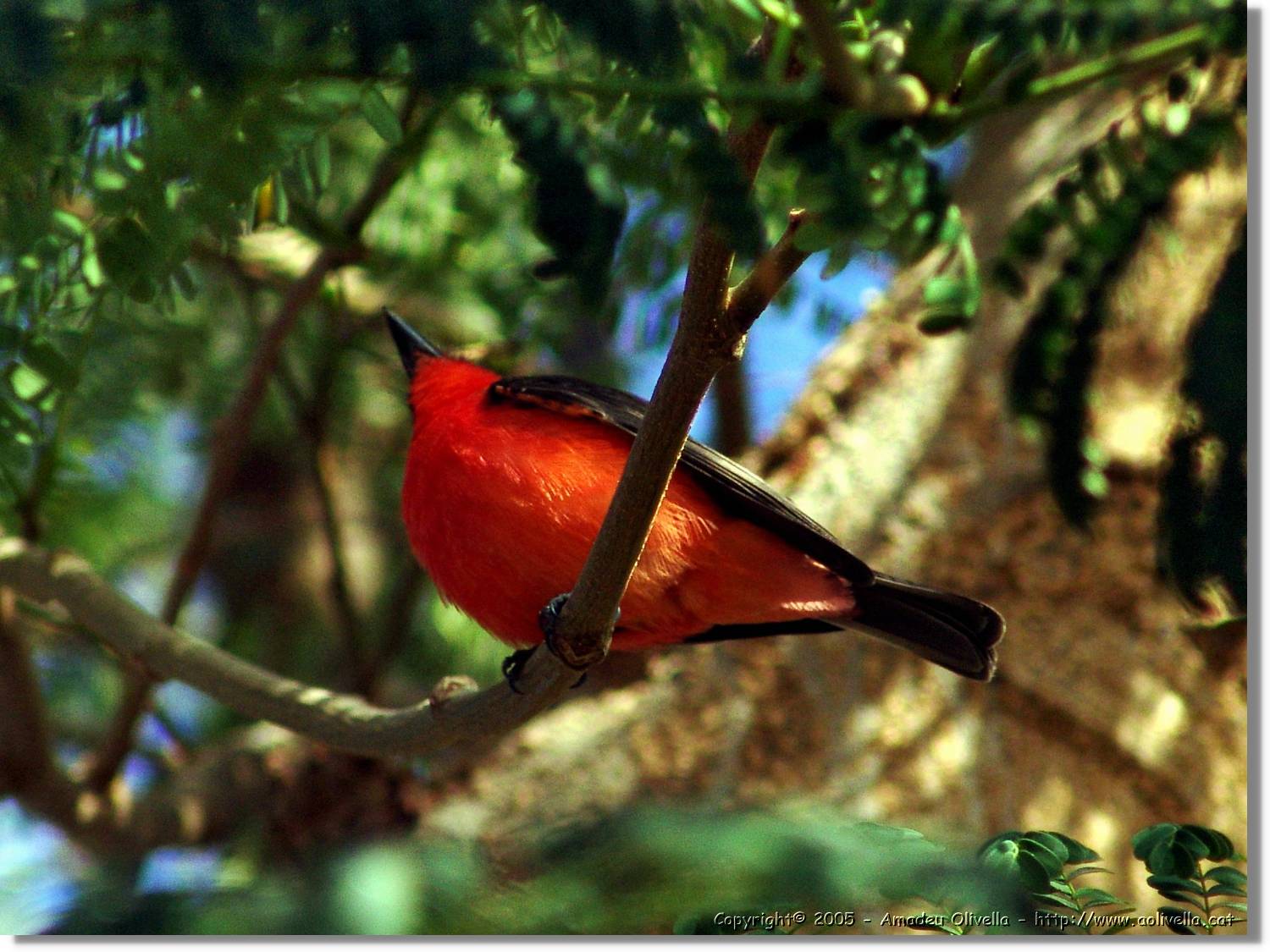 Fauna_094.jpg