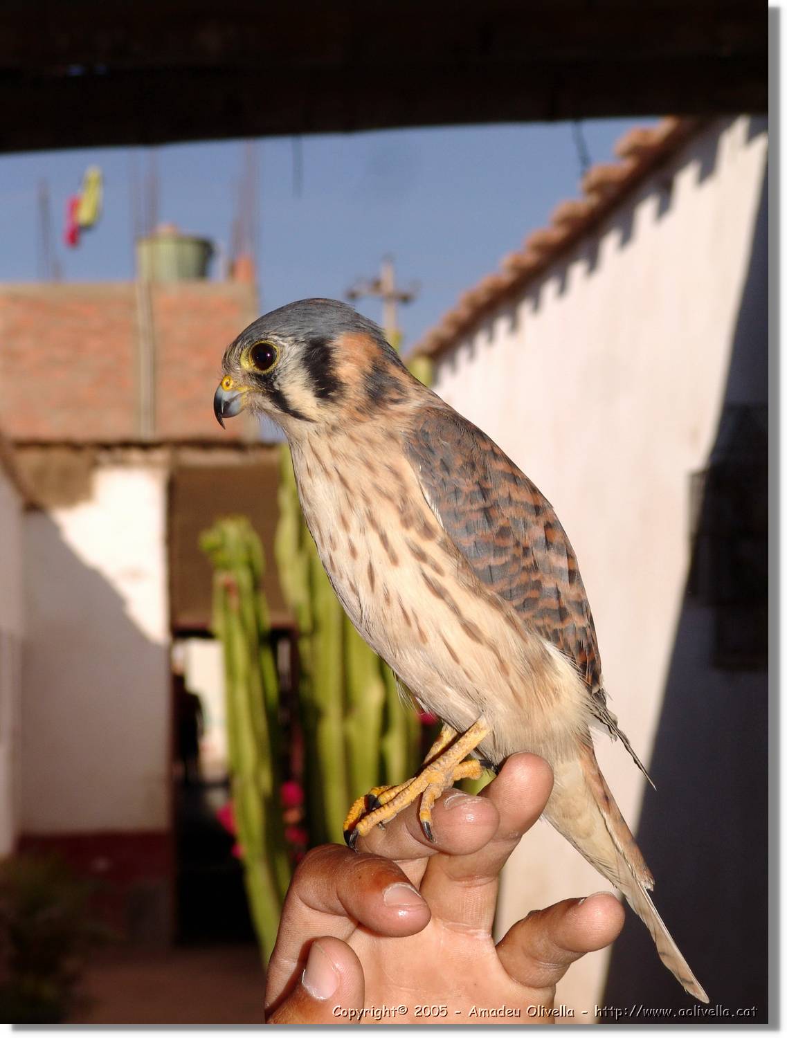 Fauna_095.jpg