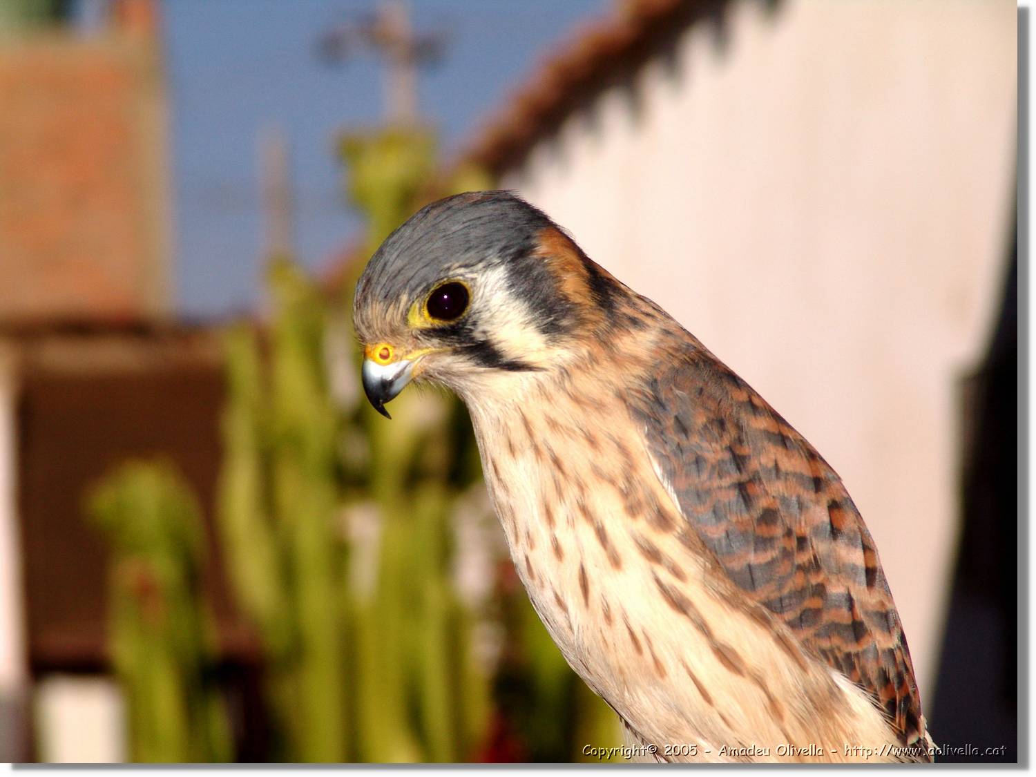 Fauna_096.jpg