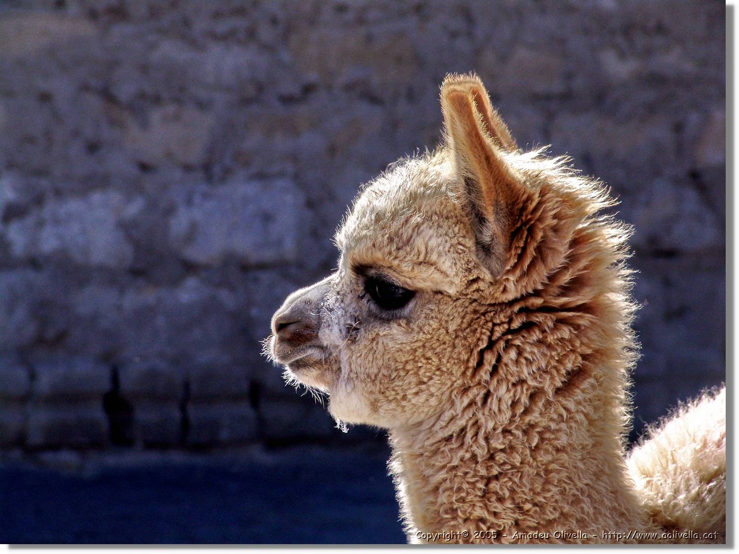 Fauna_097.jpg