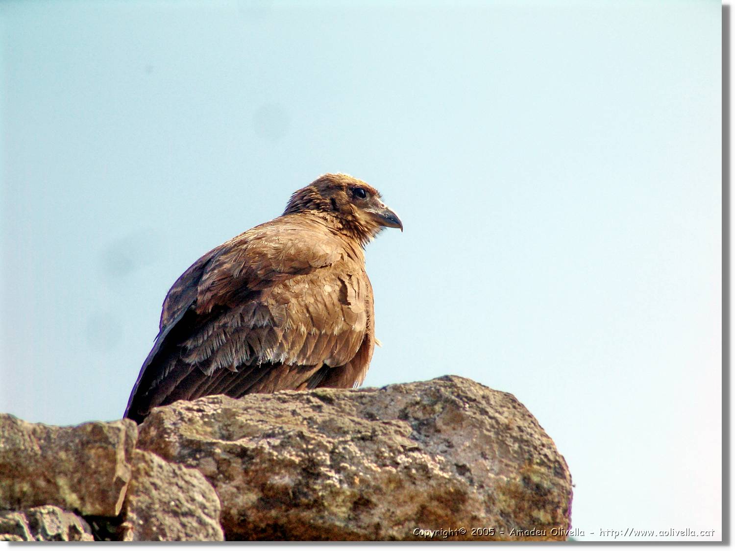 Fauna_099.jpg