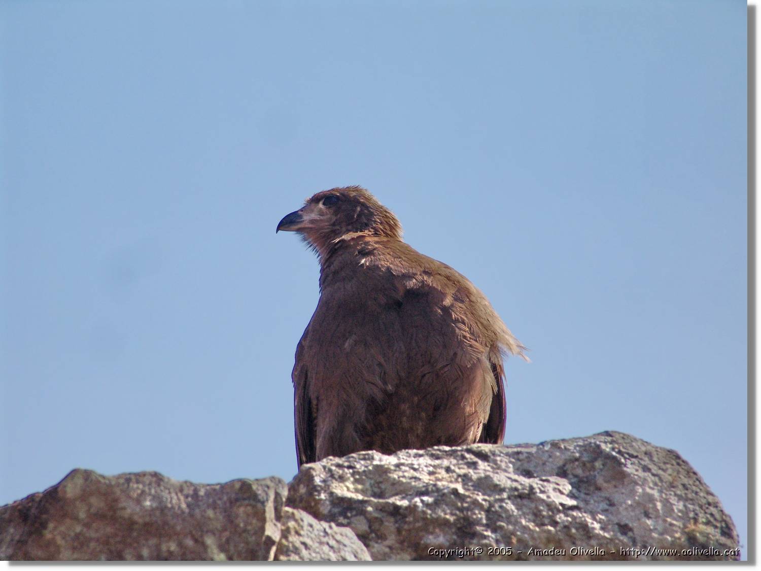 Fauna_100.jpg