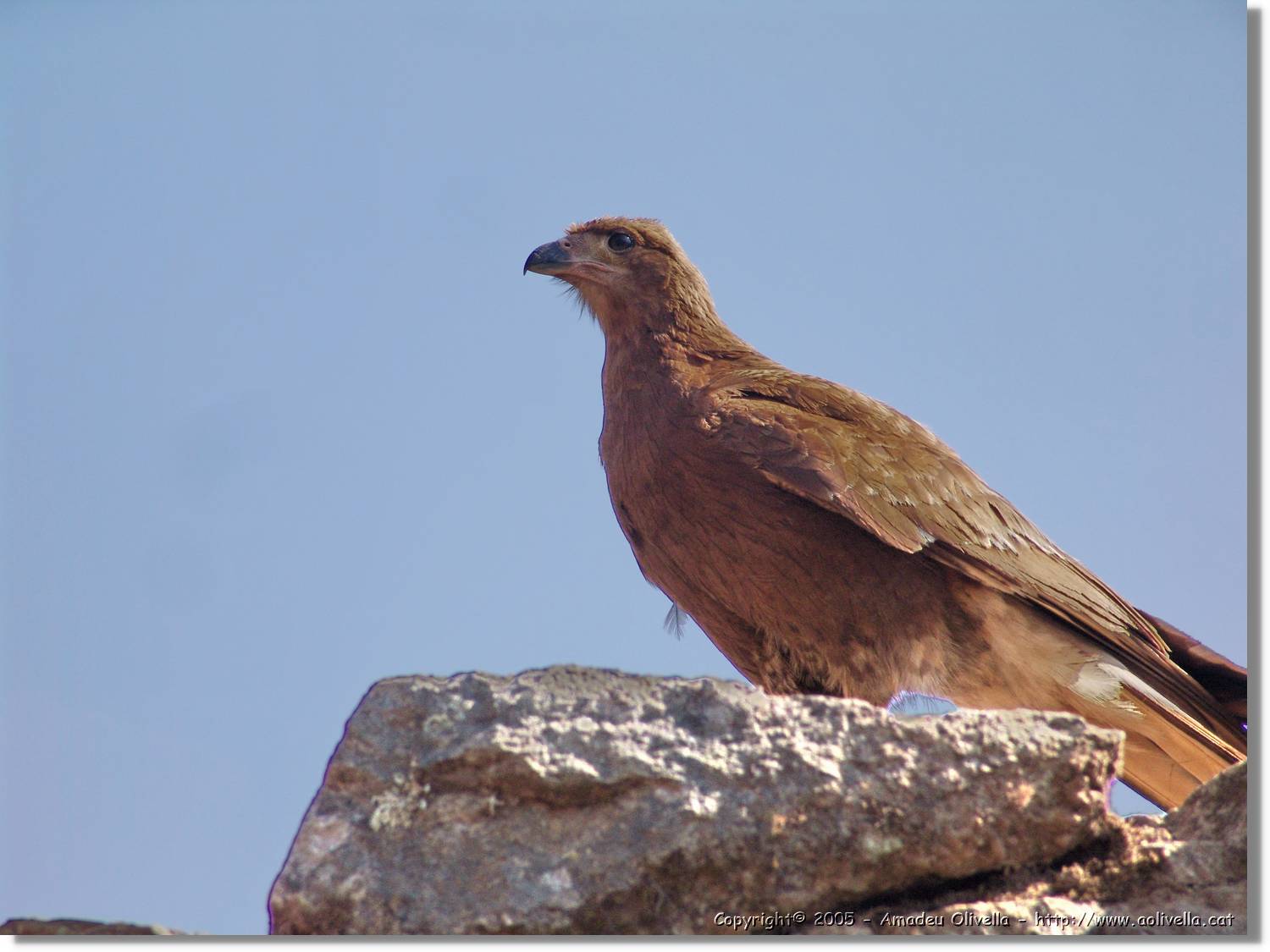 Fauna_101.jpg