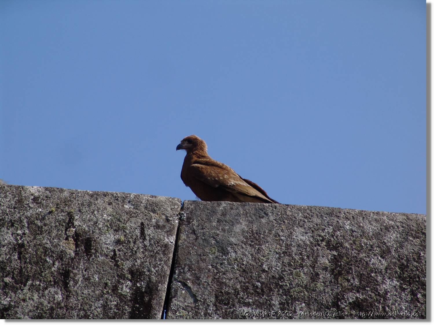 Fauna_102.jpg
