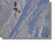 Fauna_068.jpg