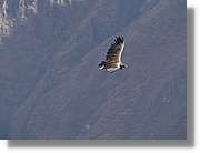 Fauna_069.jpg
