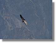 Fauna_071.jpg