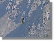 Fauna_073.jpg