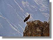 Fauna_079.jpg