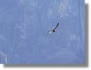 Fauna_084.jpg