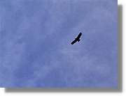 Fauna_086.jpg