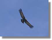 Fauna_087.jpg