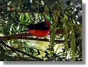 Fauna_093.jpg