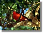Fauna_094.jpg