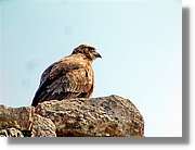Fauna_099.jpg