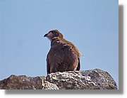 Fauna_100.jpg