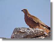 Fauna_101.jpg