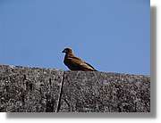 Fauna_102.jpg