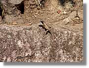 Fauna_103.jpg