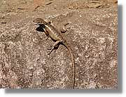 Fauna_104.jpg