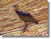 Fauna_105.jpg