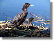 Fauna_110.jpg