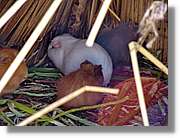 Fauna_111.jpg