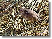 Fauna_113.jpg