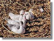 Fauna_114.jpg