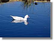 Fauna_115.jpg
