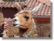 Fauna_121.jpg