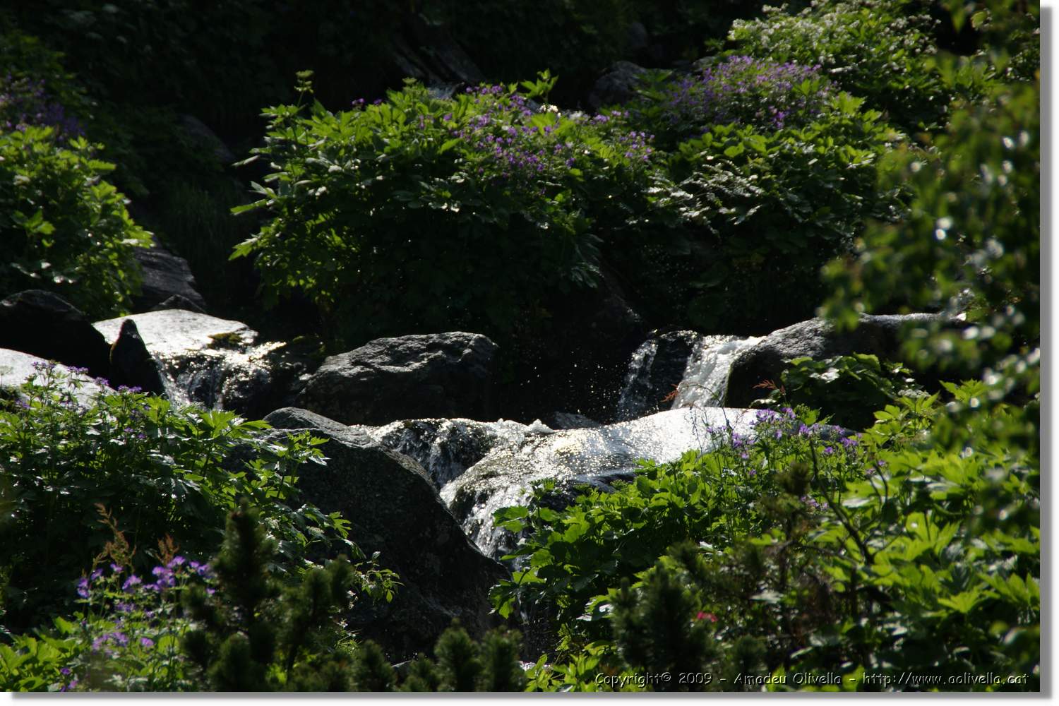 Siscaro_025.jpg