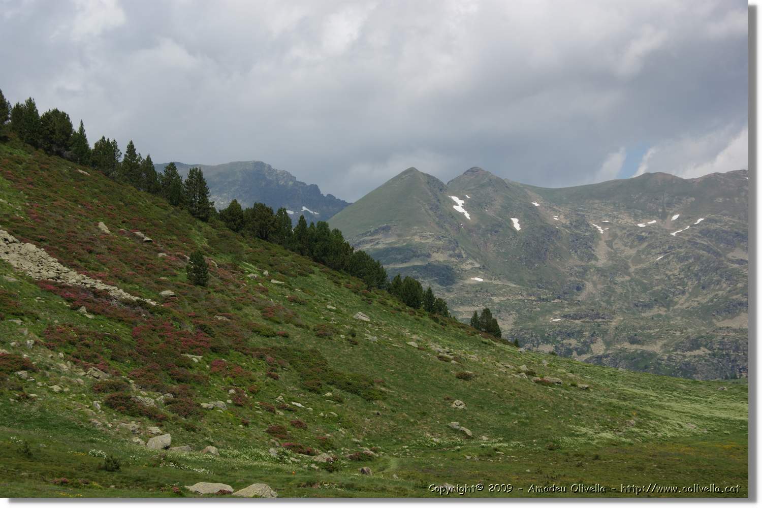 Siscaro_065.jpg