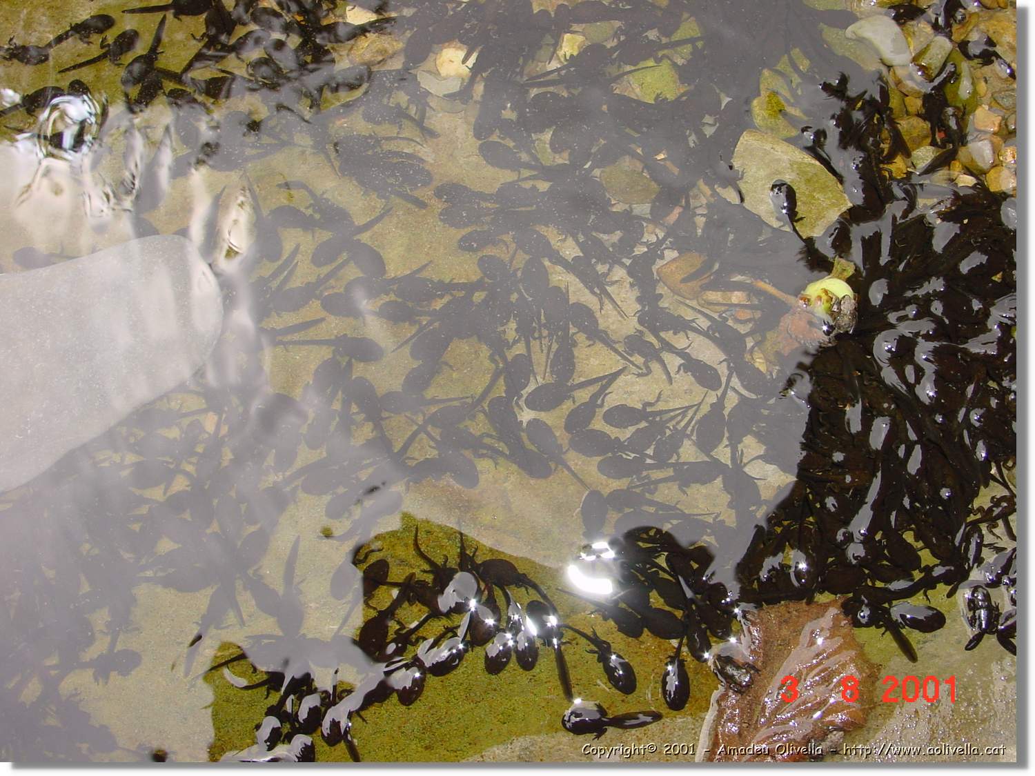 Belagua_321.jpg