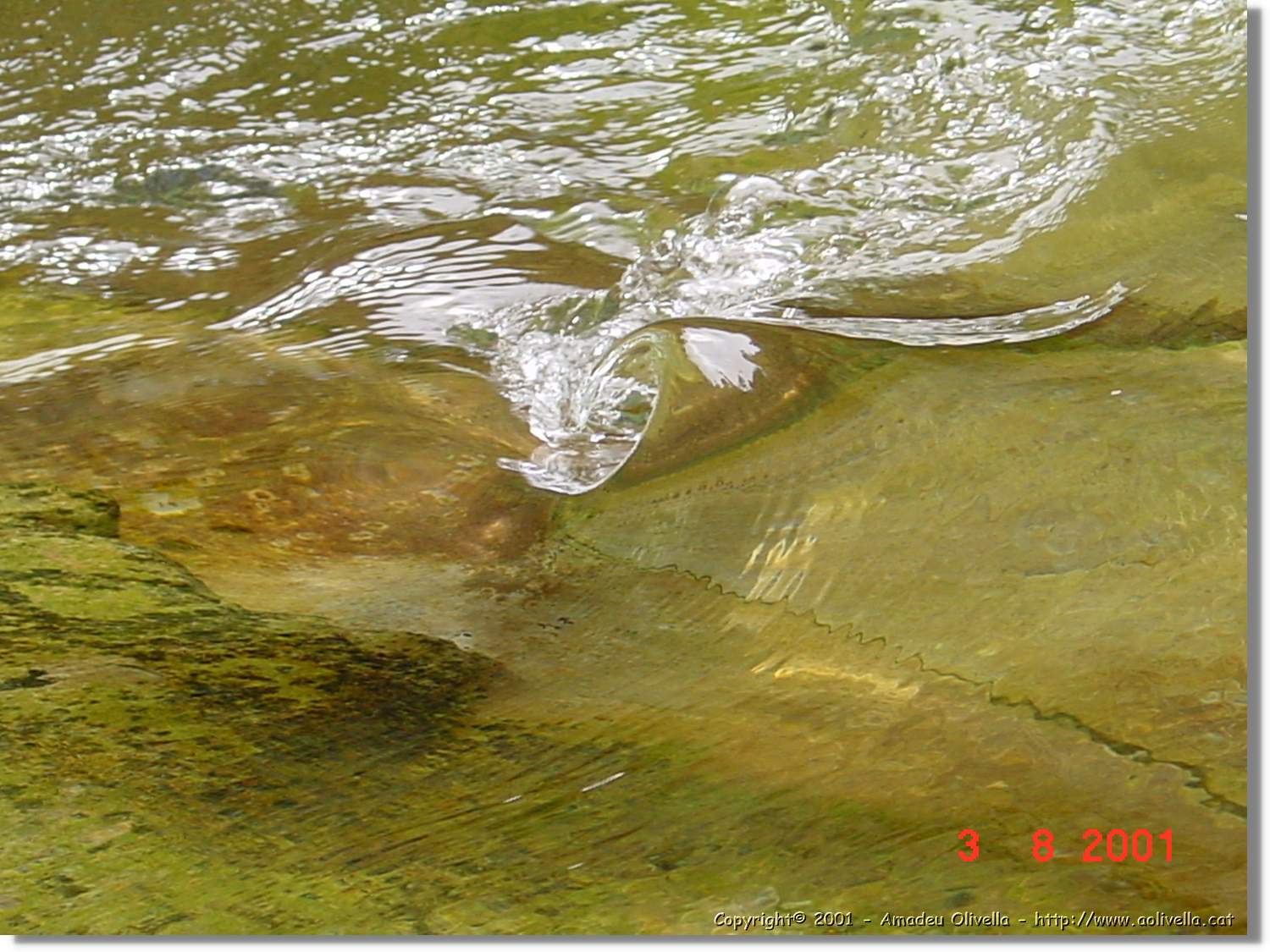 Belagua_326.jpg