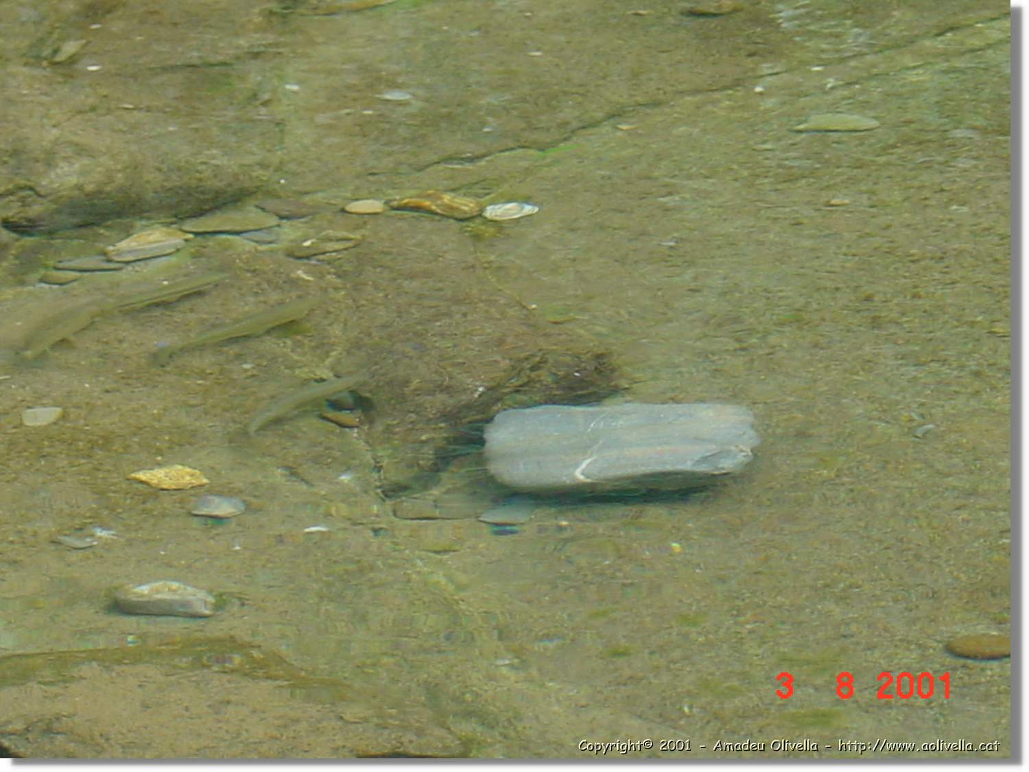 Belagua_327.jpg