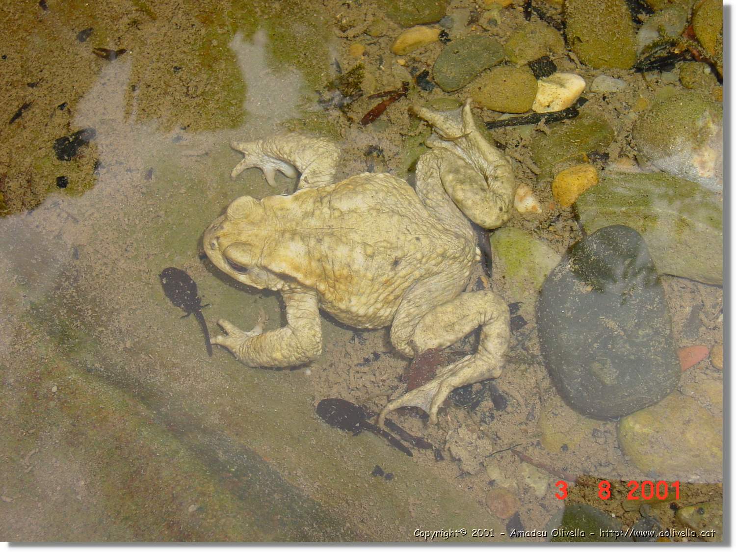 Belagua_328.jpg